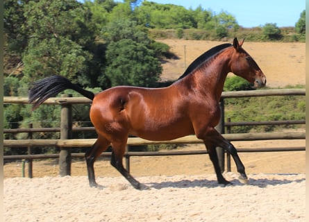 Lusitanos, Yegua, 20 años, 160 cm, Castaño