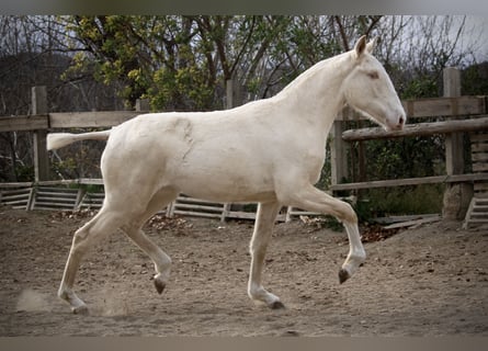 Lusitanos, Yegua, 2 años, 150 cm, Cremello