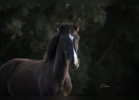 Lusitanos, Yegua, 2 años, 160 cm, Negro