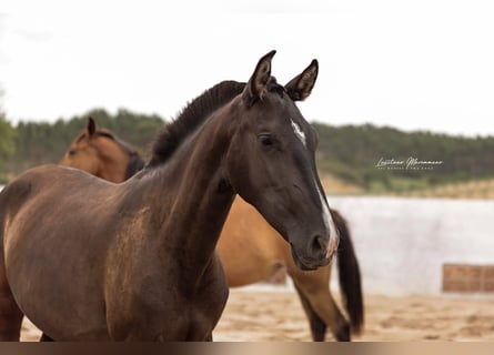 Lusitanos, Yegua, 2 años, 160 cm, Negro