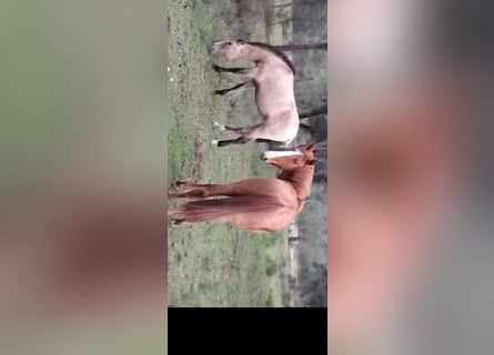 Lusitanos Mestizo, Yegua, 2 años, 162 cm, Alazán
