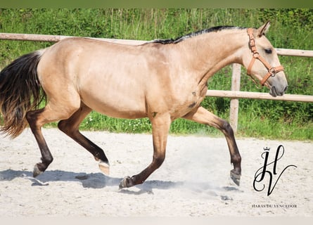 Lusitanos, Yegua, 2 años, Buckskin/Bayo