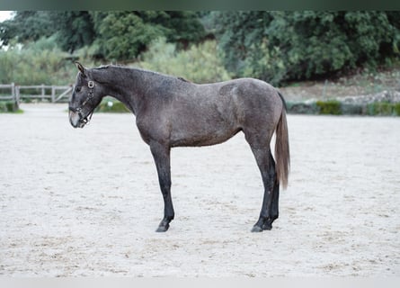 Lusitanos, Yegua, 2 años