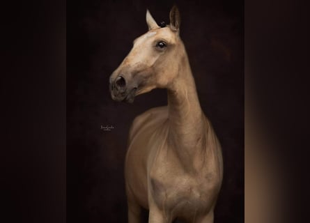 Lusitanos, Yegua, 3 años, 145 cm, Buckskin/Bayo