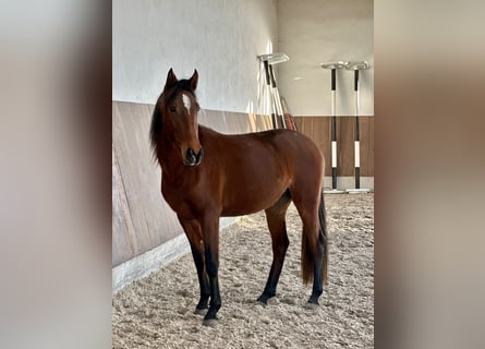 Lusitanos, Yegua, 3 años, 155 cm, Castaño