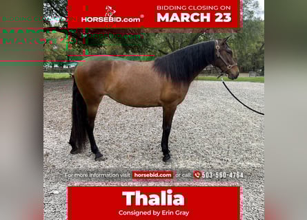 Lusitanos, Yegua, 3 años, 157 cm, Castaño rojizo