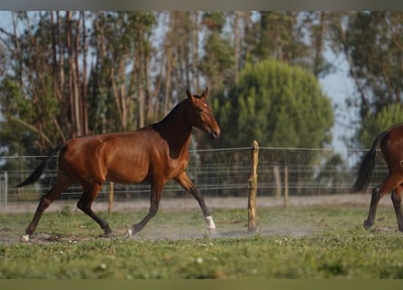 Lusitanos, Yegua, 3 años, 162 cm, Castaño rojizo