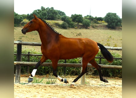 Lusitanos, Yegua, 3 años, 170 cm, Castaño