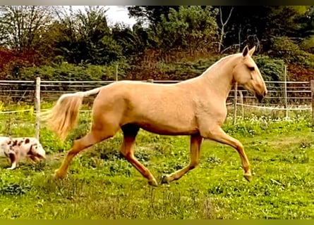 Lusitanos, Yegua, 3 años, Palomino