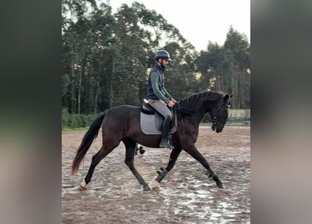 Lusitanos, Yegua, 4 años, 162 cm, Negro