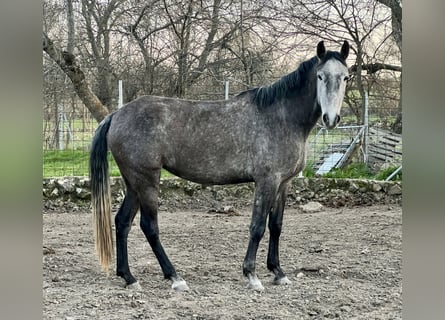 Lusitanos, Yegua, 4 años, 165 cm, Tordo