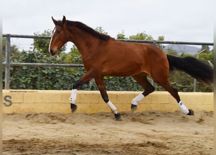 Lusitanos, Yegua, 4 años, 171 cm, Castaño