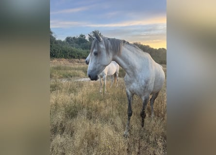 Lusitanos, Yegua, 5 años, 150 cm, Musgo
