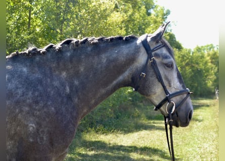Lusitanos, Yegua, 5 años, 157 cm, Tordo rodado