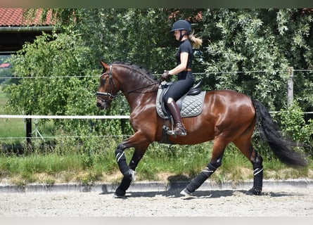 Lusitanos, Yegua, 5 años, 160 cm, Castaño