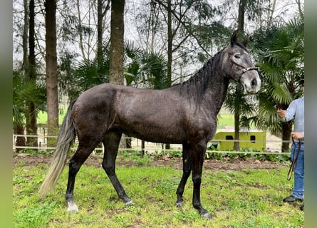 Lusitanos, Yegua, 5 años, 160 cm, Tordo