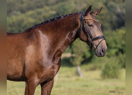 Lusitanos, Yegua, 5 años, 170 cm, Buckskin/Bayo