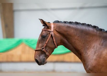 Lusitanos, Yegua, 6 años, 157 cm, Castaño
