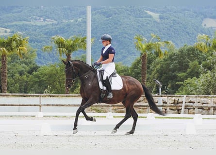 Lusitanos, Yegua, 6 años, 158 cm, Castaño oscuro
