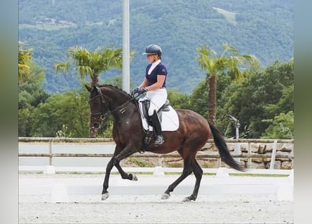 Lusitanos, Yegua, 6 años, 160 cm, Castaño oscuro
