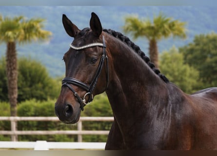 Lusitanos, Yegua, 6 años, 160 cm, Castaño oscuro