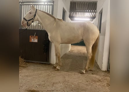 Lusitanos, Yegua, 6 años, 160 cm, Cremello