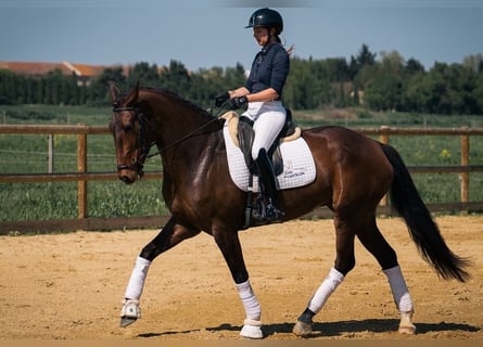 Lusitanos, Yegua, 6 años, 167 cm