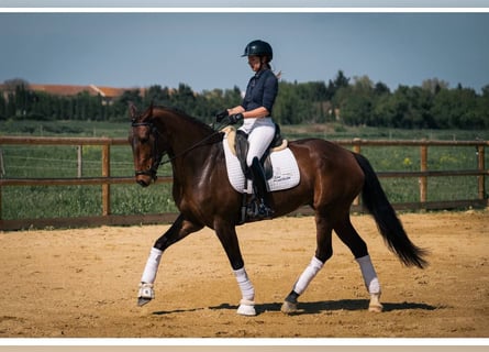 Lusitanos, Yegua, 6 años, 167 cm, Castaño oscuro