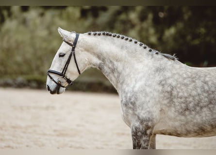 Lusitanos, Yegua, 7 años, 160 cm, Tordo