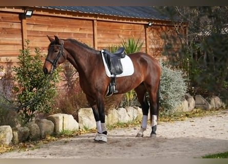 Lusitanos, Yegua, 7 años, 167 cm