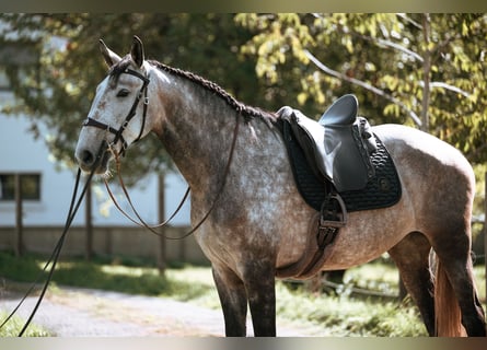 Lusitanos, Yegua, 7 años, 170 cm, Tordo