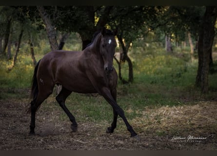 Lusitanos, Yegua, 9 años, 157 cm, Castaño oscuro