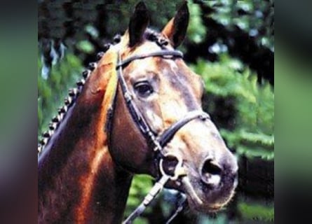 Holsteiner, Hengst, 41 Jaar, 172 cm, Bruin