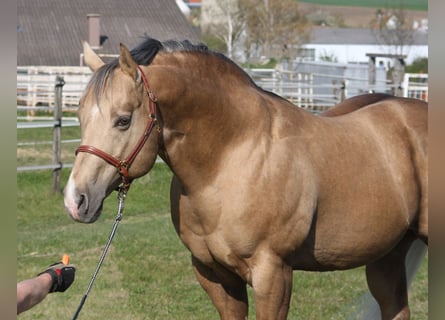 American Quarter Horse, Ogier, 21 lat, 160 cm, Izabelowata