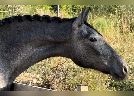 Malopolska, Stute, 2 Jahre, 165 cm, Rappschimmel