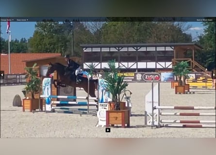 Malopolska, Wallach, 6 Jahre, 164 cm, Brauner