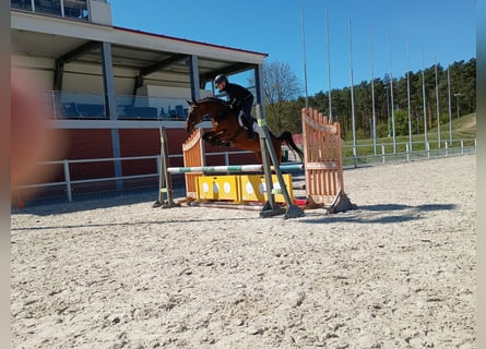 Malopolska, Wallach, 6 Jahre, 164 cm, Rotbrauner