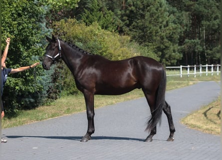 Malopolski / Anglo-Arabo Polacco, Castrone, 3 Anni, 177 cm, Morello