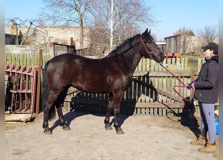 Malopolski / Anglo-Arabo Polacco Mix, Castrone, 4 Anni, 152 cm, Morello
