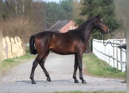 Malopolski, Caballo castrado, 3 años, 169 cm, Castaño