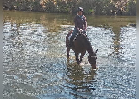 Malopolski, Caballo castrado, 6 años, 164 cm, Castaño