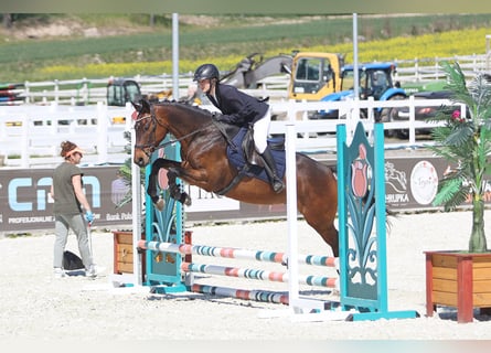 Malopolski, Caballo castrado, 6 años, 164 cm, Castaño