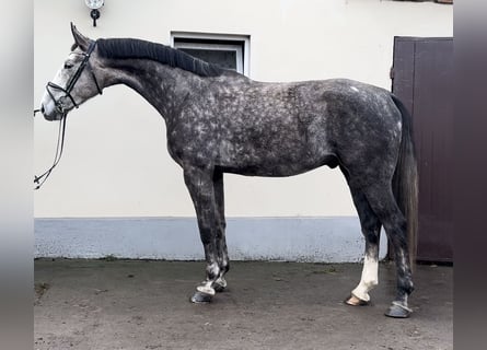 Malopolski, Caballo castrado, 6 años, 170 cm, Tordo