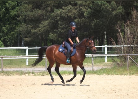 Malopolski, Jument, 6 Ans, 162 cm, Bai brun