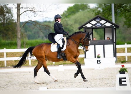 Malopolski, Merrie, 16 Jaar, 164 cm, Bruin