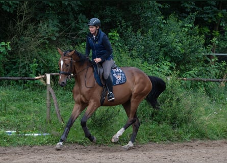 Malopolski, Merrie, 5 Jaar, 166 cm, Roodbruin