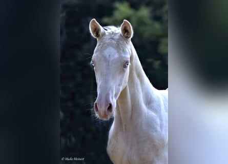 Mały koń niemiecki, Klacz, 1 Rok, 158 cm, Cremello