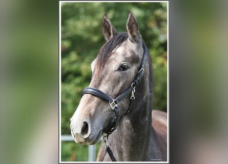 Mangalarga, Castrone, 2 Anni, 155 cm, Grigio ferro