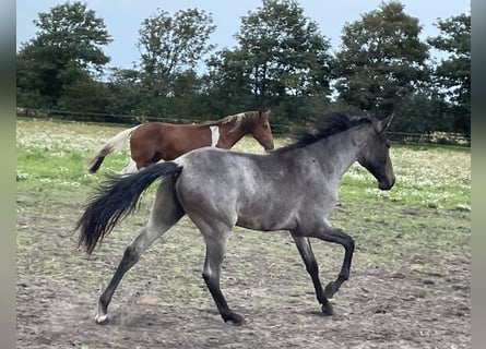 Mangalarga, Castrone, 4 Anni, 156 cm, Roano blu