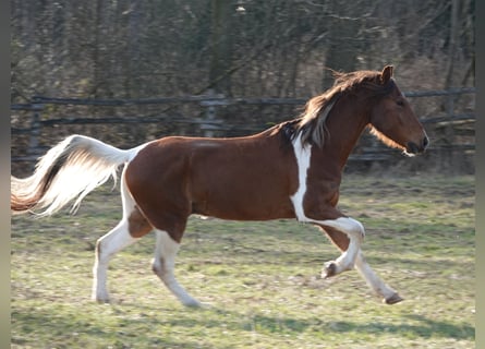 Mangalarga, Castrone, 5 Anni, 160 cm, Tobiano-tutti i colori